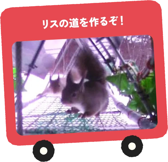 リスの道を作るぞ！